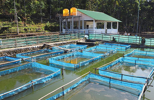 tilapia farming